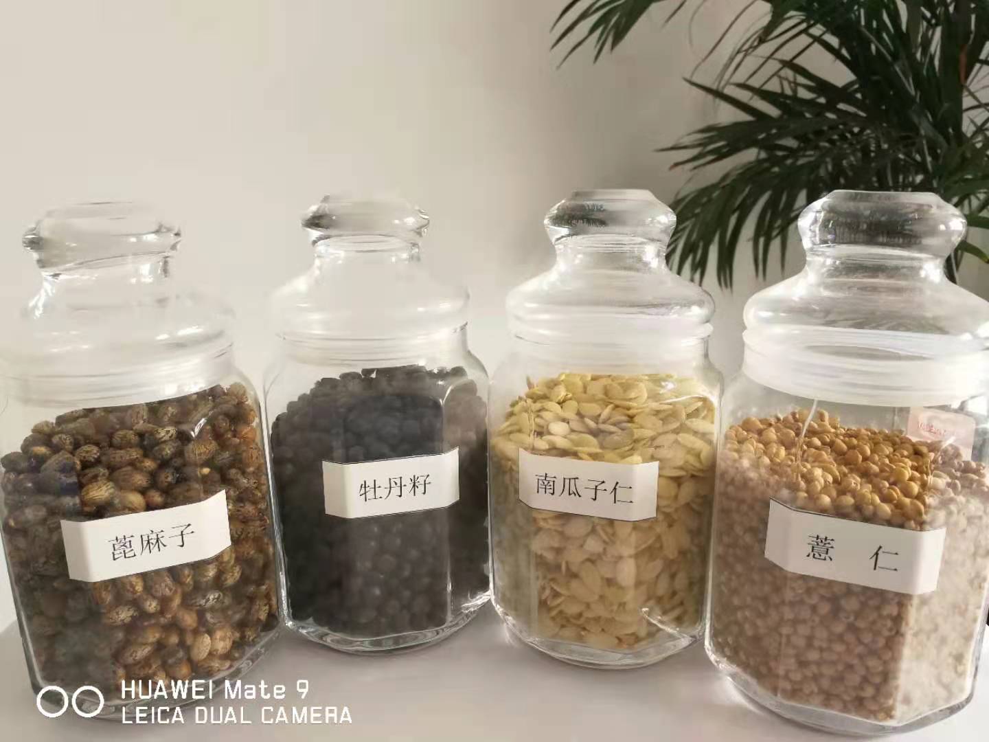 湖南有机牡丹籽油