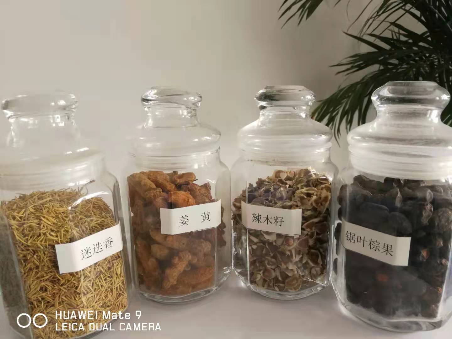 湖南野生南瓜籽油