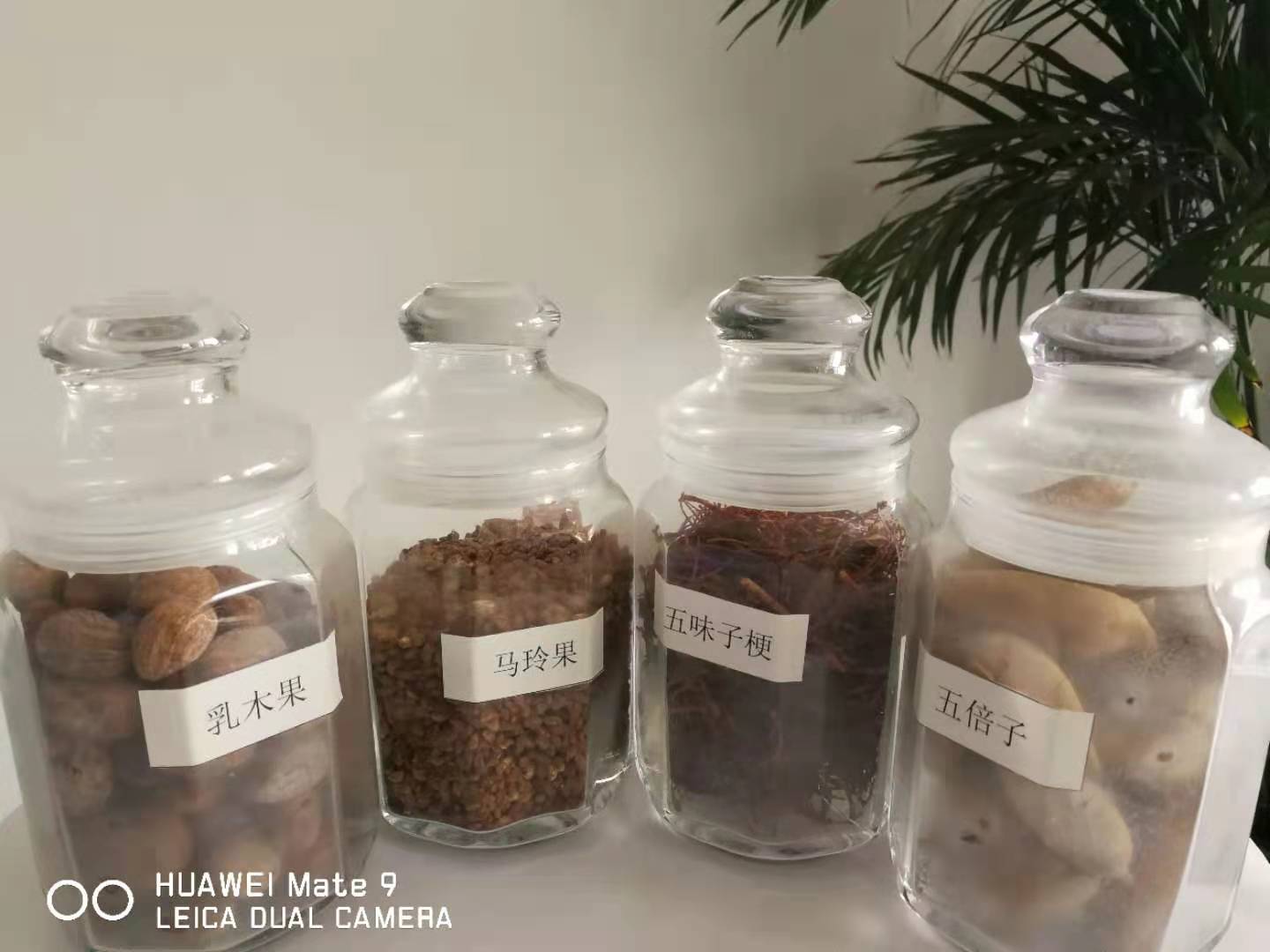 湖南有机油茶籽油原油